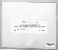 Nephroma expallidum image